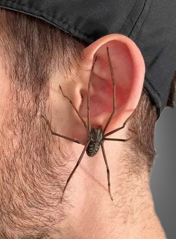 Eine große braune Spinne mit langen Beinen ruht auf dem Ohr einer Person, die eine schwarze Mütze trägt, und ähnelt stark dem „Riesiger Spinnen-Ohrring-Stecker aus Metall“ – eine ideale Wahl für unheimlichen Halloween-Schmuck oder ein auffälliges Gothic-Accessoire.