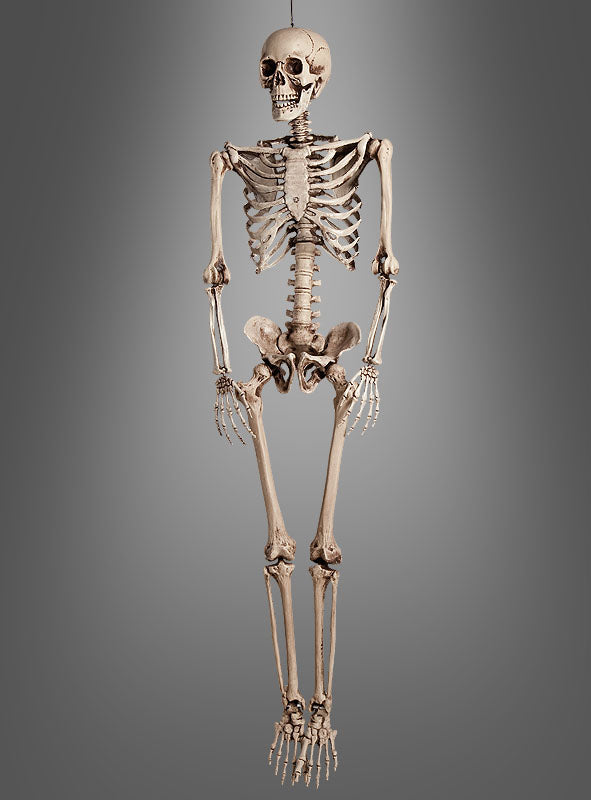 Das lebensgroße Skelett „Mensch 160 cm, verstellbar“ steht aufrecht vor einem schlichten grauen Hintergrund und eignet sich somit ideal für den Einsatz im Unterricht oder als auffällige Halloween-Dekoration.