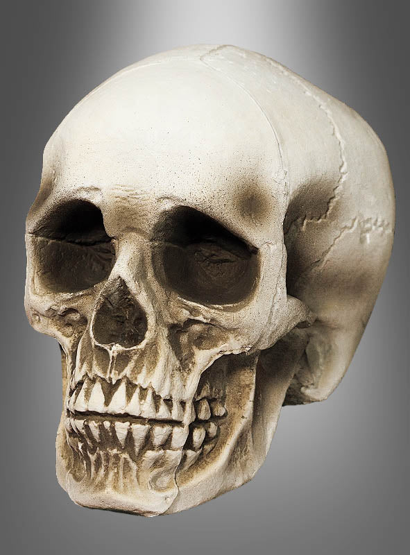 Der lebensgroße Totenkopf-Schädel (21 cm) wird vor einem grauen Farbverlauf präsentiert und besticht durch deutlich sichtbare Zähne, ausgeprägte Augenhöhlen sowie eine detaillierte Knochenstruktur – die perfekte Totenkopf-Dekoration für vielfältige Einsatzmöglichkeiten.