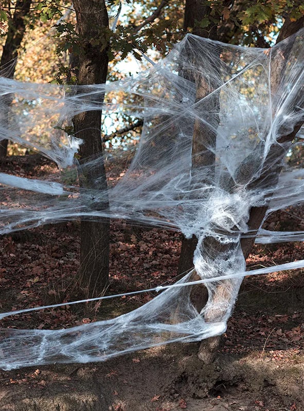 Dichte, großflächige Spinnennetze aus der Spinnennetz-Großpackung (500 g) mit Spinnen spannen sich zwischen Baumstämmen in einem bewaldeten Gebiet und schaffen zusammen mit künstlichem Laub sowie herbstlichem Laub auf dem Boden eine stimmungsvolle Halloween-Atmosphäre. Ideal für eindrucksvolle Dekorationen und realistische Gruseleffekte.
