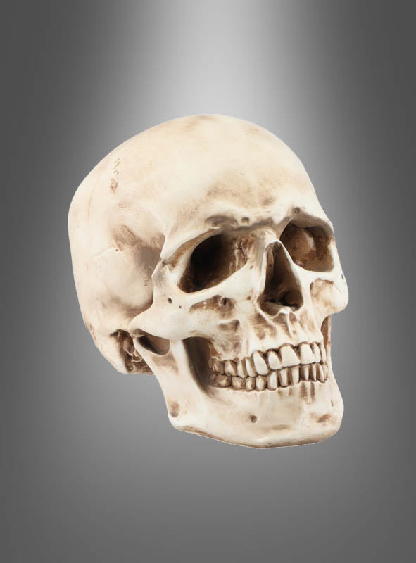 Foto eines „Massiver Totenkopf 21 cm“-Modells in Deluxe-Ausführung aus Polyresin vor einem grauen Hintergrund mit Farbverlauf, leicht schräg positioniert, sodass die linke Seite und die Vorderseite des Gesichts zu sehen sind.