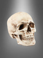 Foto eines „Massiver Totenkopf 21 cm“-Modells in Deluxe-Ausführung aus Polyresin vor einem grauen Hintergrund mit Farbverlauf, leicht schräg positioniert, sodass die linke Seite und die Vorderseite des Gesichts zu sehen sind.