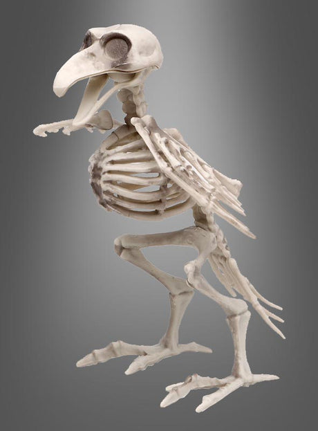 Vor einem grauen Hintergrund mit Farbverlauf steht der „Skelett Vogel Rabe“ (19 cm) mit übertriebenen Details eines Vogelskeletts – perfekt als auffällige „Skelett Vogel“-Dekoration oder als Blickfang für Halloween. Dieses dekorative Raben-Skelett verleiht jeder gruseligen Kulisse eine unheimliche, skurrile Note.