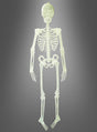 Ein nachtleuchtendes Skelett (150 cm) als Dekoration, aufrecht vor einem grau abgestuften Hintergrund präsentiert – ideal, um auf deiner nächsten Halloween-Party eine gruselige Atmosphäre zu schaffen.