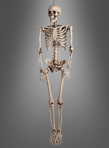 Das lebensgroße Skelett „Mensch 160 cm, verstellbar“ steht aufrecht vor einem schlichten grauen Hintergrund und eignet sich somit ideal für den Einsatz im Unterricht oder als auffällige Halloween-Dekoration.