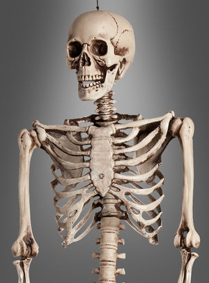 Eine Vorderansicht des „Lebensgroßen Skelett-Menschen 160 cm, verstellbar“ ist vor einem grauen Hintergrund vom Schädel bis zum Oberbauch zu sehen, was ihn zu einem idealen Halloween-Deko-Akzent für jede gruselige Dekoration macht.