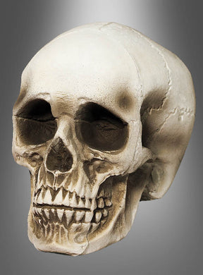 Der lebensgroße Totenkopf-Schädel (21 cm) wird vor einem grauen Farbverlauf präsentiert und besticht durch deutlich sichtbare Zähne, ausgeprägte Augenhöhlen sowie eine detaillierte Knochenstruktur – die perfekte Totenkopf-Dekoration für vielfältige Einsatzmöglichkeiten.