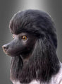 Eine Person, die die „Pudel-Vollmaske Karneval“ trägt – eine realistische schwarze Hundemaske mit langem Fell –, ist vor einem grauen Farbverlaufshintergrund abgebildet, wodurch der einzigartige Charme dieses Karnevalskostüm-Accessoires zur Geltung kommt.