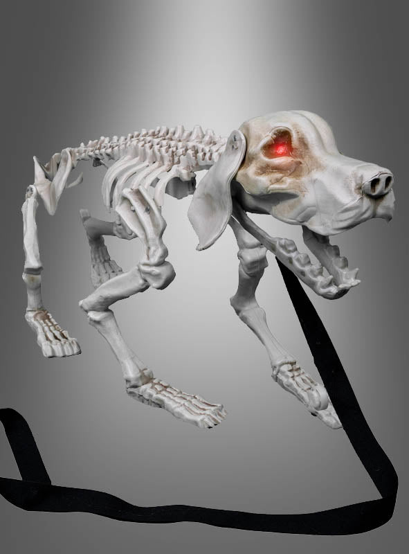 Ein „Bellendes Hunde Skelett 32 cm Halloween“ mit leuchtend roten Augen und offenem Maul ist an einer schwarzen Leine vor einem grauen Hintergrund abgebildet und eignet sich somit perfekt als Halloween-Dekoration.