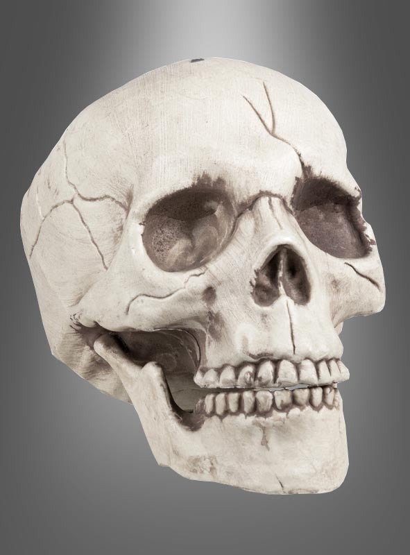 Der 15 x 20 cm große Totenkopf mit beweglichem Kiefer wird vor einem grau verlaufenden Hintergrund präsentiert, wodurch seine detaillierte Knochenstruktur und die sichtbaren Risse besonders gut zur Geltung kommen. Diese realistische Totenkopf-Dekoration eignet sich perfekt als Dekoration für Halloween-Partys und verleiht jeder gruseligen Feier einen authentischen Touch.