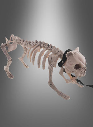 Eine lebensgroße „Skelett Hund“-Halloween-Dekoration mit einem schwarzen Band um den Hals vor einem grauen Hintergrund mit Farbverlauf ist ein echter Blickfang für Ihre gruselige Dekoration.