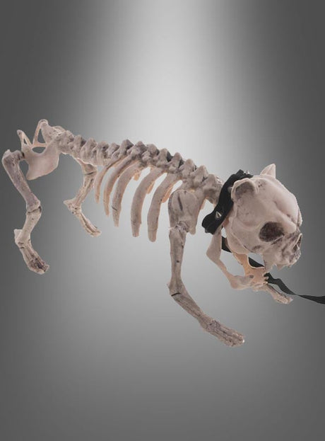 Eine lebensgroße „Skelett Hund“-Halloween-Dekoration mit einem schwarzen Band um den Hals vor einem grauen Hintergrund mit Farbverlauf ist ein echter Blickfang für Ihre gruselige Dekoration.