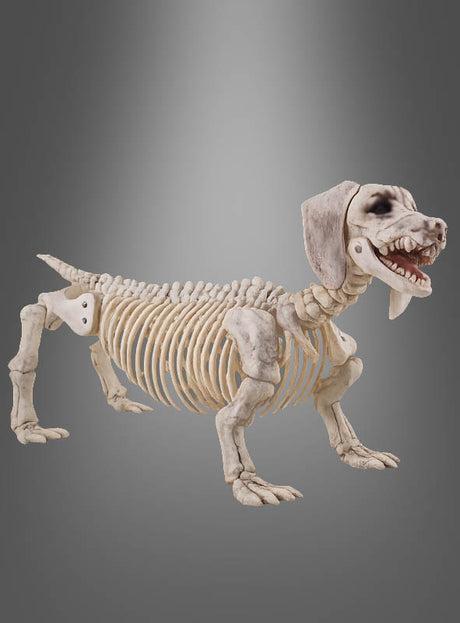 Die Halloween-Dekoration „Skelett-Hund“ besticht durch überdimensionierte Knochen, Zähne und eine Schädelstruktur vor grauem Hintergrund – und ist damit ein auffälliges, lebensgroßes Halloween-Dekorationsstück.