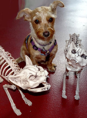 Ein kleiner brauner Hund mit einem lila Geschirr sitzt zwischen zwei Tierskeletten – darunter die „Halloween Skelett Katze“ – auf einem roten Boden und blickt in die Kamera.