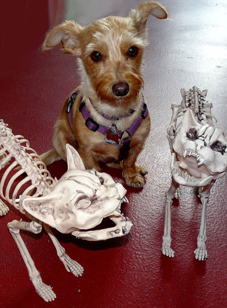 Ein kleiner brauner Hund mit einem lila Geschirr sitzt zwischen zwei Tierskeletten – darunter die „Halloween Skelett Katze“ – auf einem roten Boden und blickt in die Kamera.