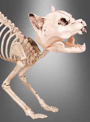 Ein Teilskelett eines Tieres, das einer Katze oder einem kleinen Säugetier ähnelt, wird von der Seite auf einem grau abgestuften Hintergrund dargestellt – ideal als „Halloween-Skelett-Katze“ für alle, die ihrer Dekoration einen gruseligen Touch verleihen möchten. Diese Nachbildung der „Halloween-Skelett-Katze“ besticht durch realistische Knochendetails und verleiht Ihrer gruseligen Dekoration einen schaurigen Charme.