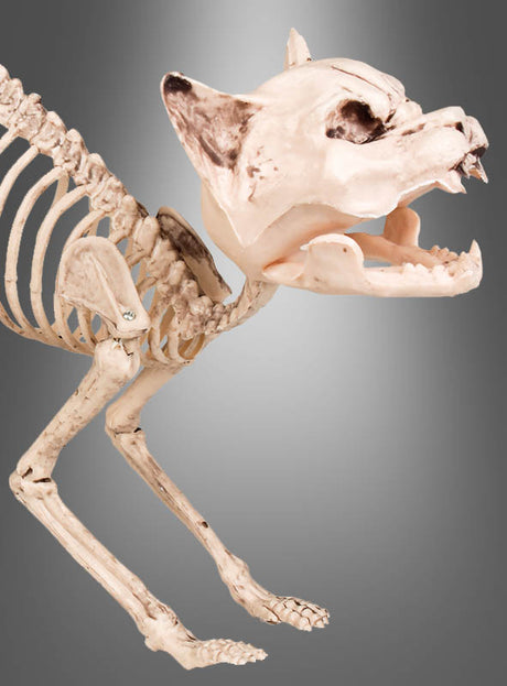 Ein Teilskelett eines Tieres, das einer Katze oder einem kleinen Säugetier ähnelt, wird von der Seite auf einem grau abgestuften Hintergrund dargestellt – ideal als „Halloween-Skelett-Katze“ für alle, die ihrer Dekoration einen gruseligen Touch verleihen möchten. Diese Nachbildung der „Halloween-Skelett-Katze“ besticht durch realistische Knochendetails und verleiht Ihrer gruseligen Dekoration einen schaurigen Charme.