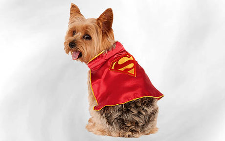 Ein kleiner Hund, der einen roten Umhang mit einem gelb-roten Superman-Logo trägt, sitzt mit dem Rücken zur Kamera und schaut über die Schulter.