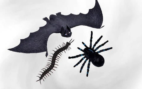 Illustration einer schwarzen Fledermaus, die über einem Tausendfüßler und einer großen Spinne fliegt, vor einem schlichten weißen Hintergrund.