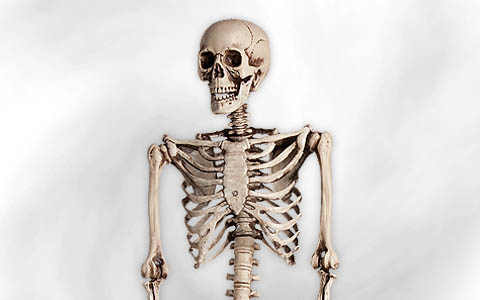 Skeleton & Skull Decoration